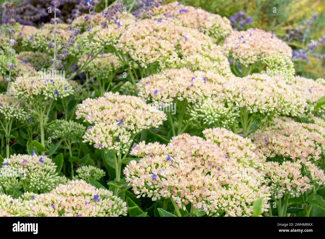 Bellevue, Washington, USA.  Sedum Autumn Joy in bloom. Stock Photo