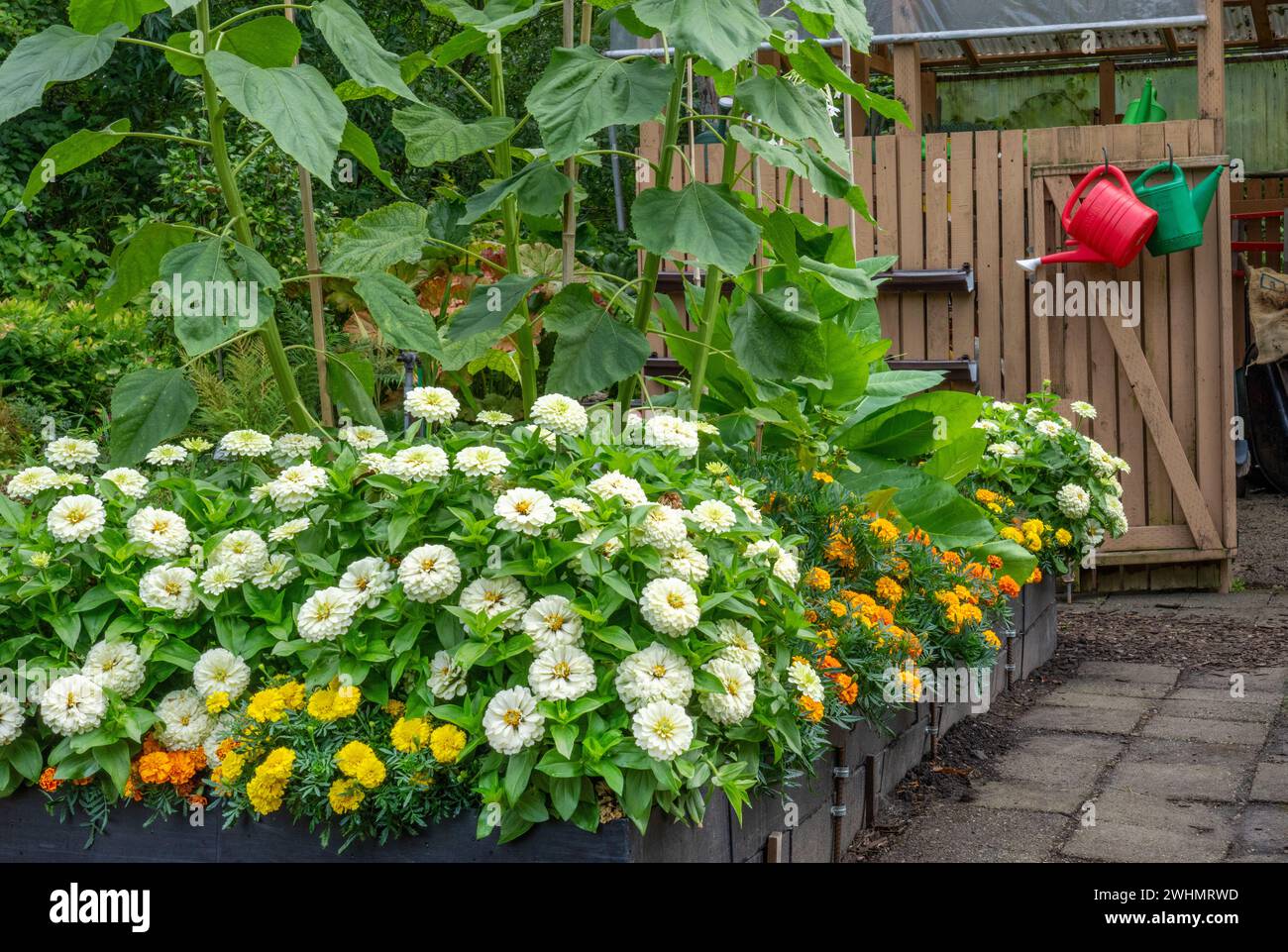 Bellevue, Washington, USA. Dahlias, Marigolds and Sunflowers growing in