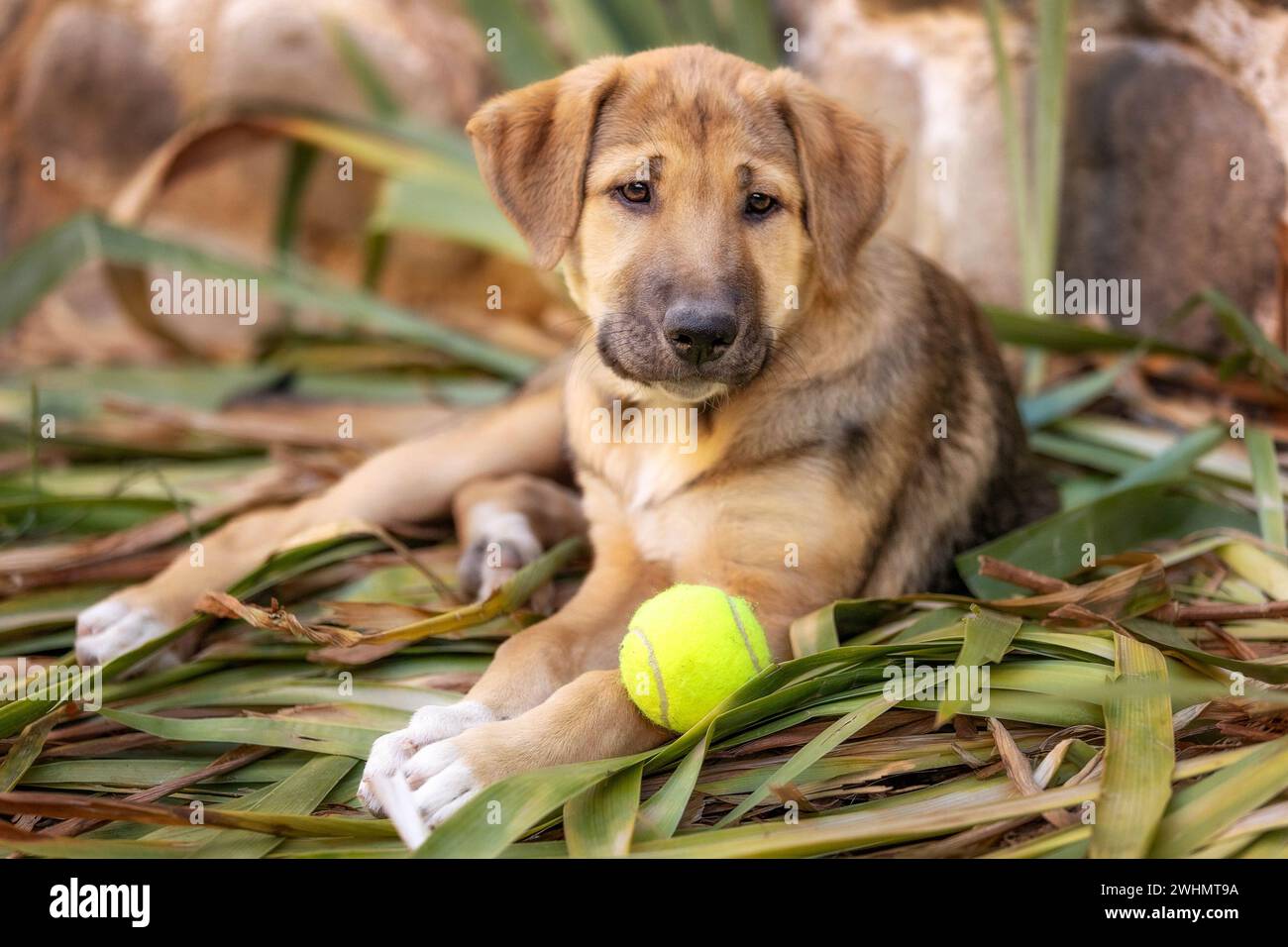 Rescue Adoption Dog with Sad Look and tennis ball Stock Photo