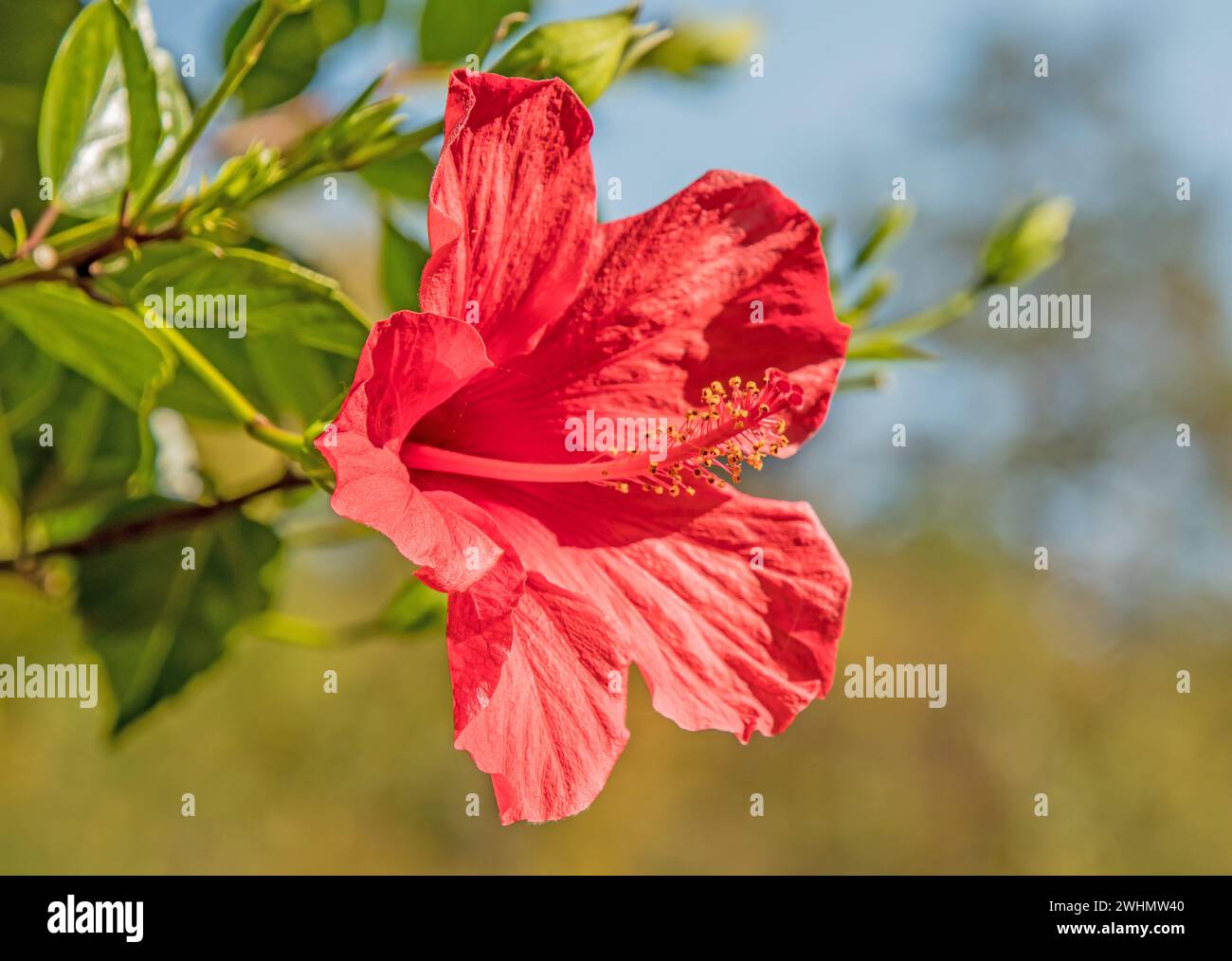 Chinese rose mallow 'Hibiscus rosa-sinensis' Stock Photo