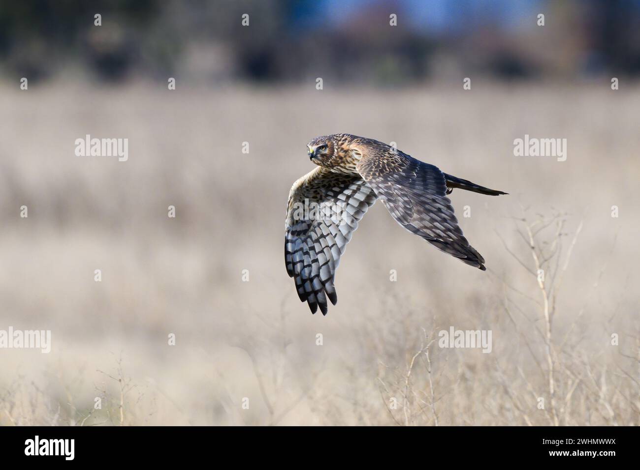 Harrier flying low hi-res stock photography and images - Alamy