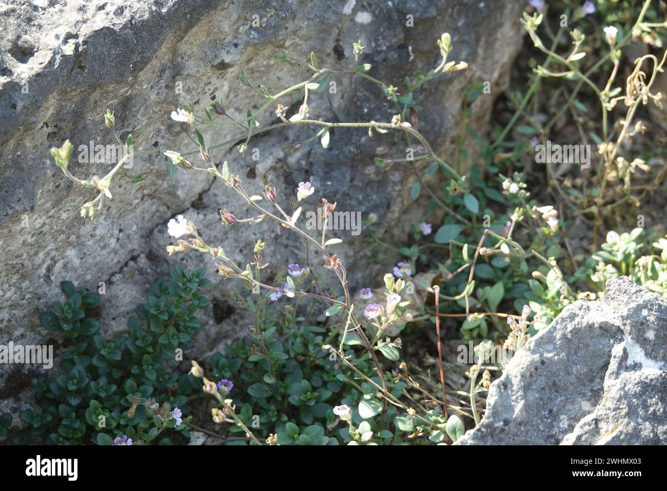 Chaenorhinum origanifolium Stock Photo