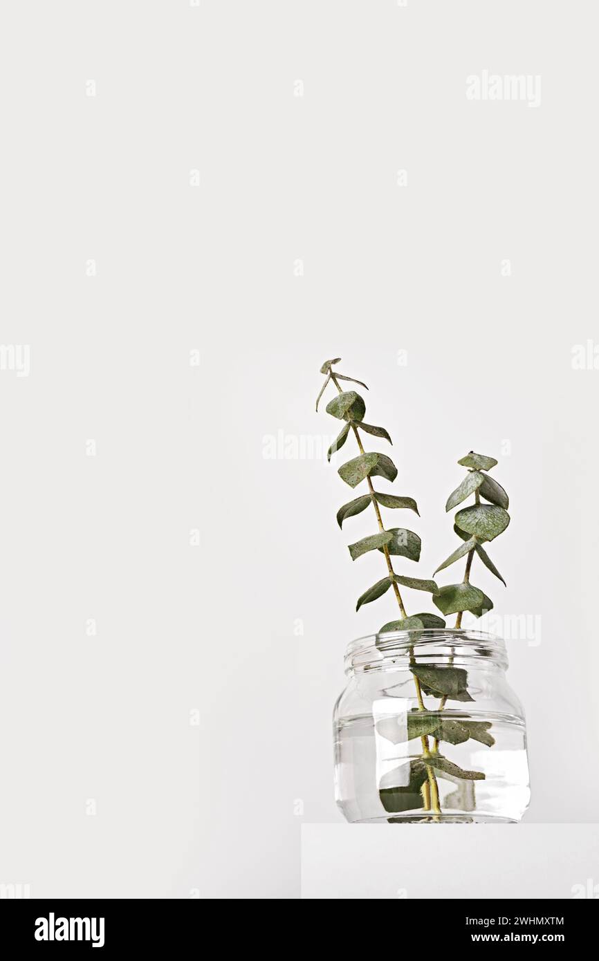 Eucalyptus in glass jar on white podium. Spring fragrances concept, minimal style, low angle Stock Photo