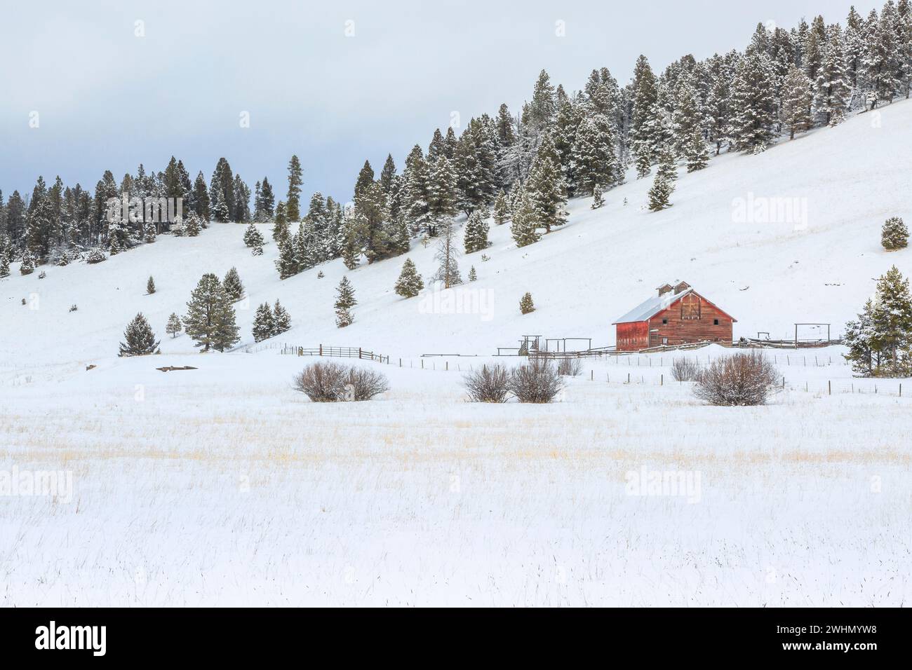 old red barn in winter in the dog creek valley near elliston, montana