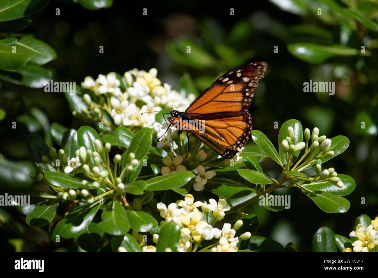 Monarch butterfly (Danaus plexippus) sitting on mock orange