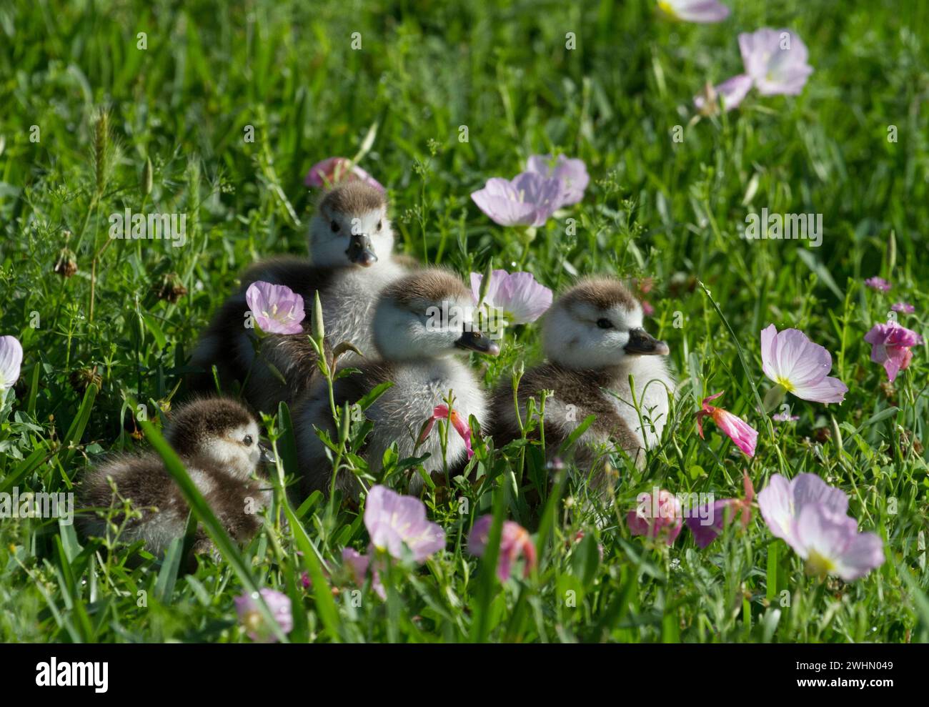 Egyptian goslings (Alopochen aegyptiaca) sitting among flowers, Alvin, Texas, USA (native to Africa) Stock Photo