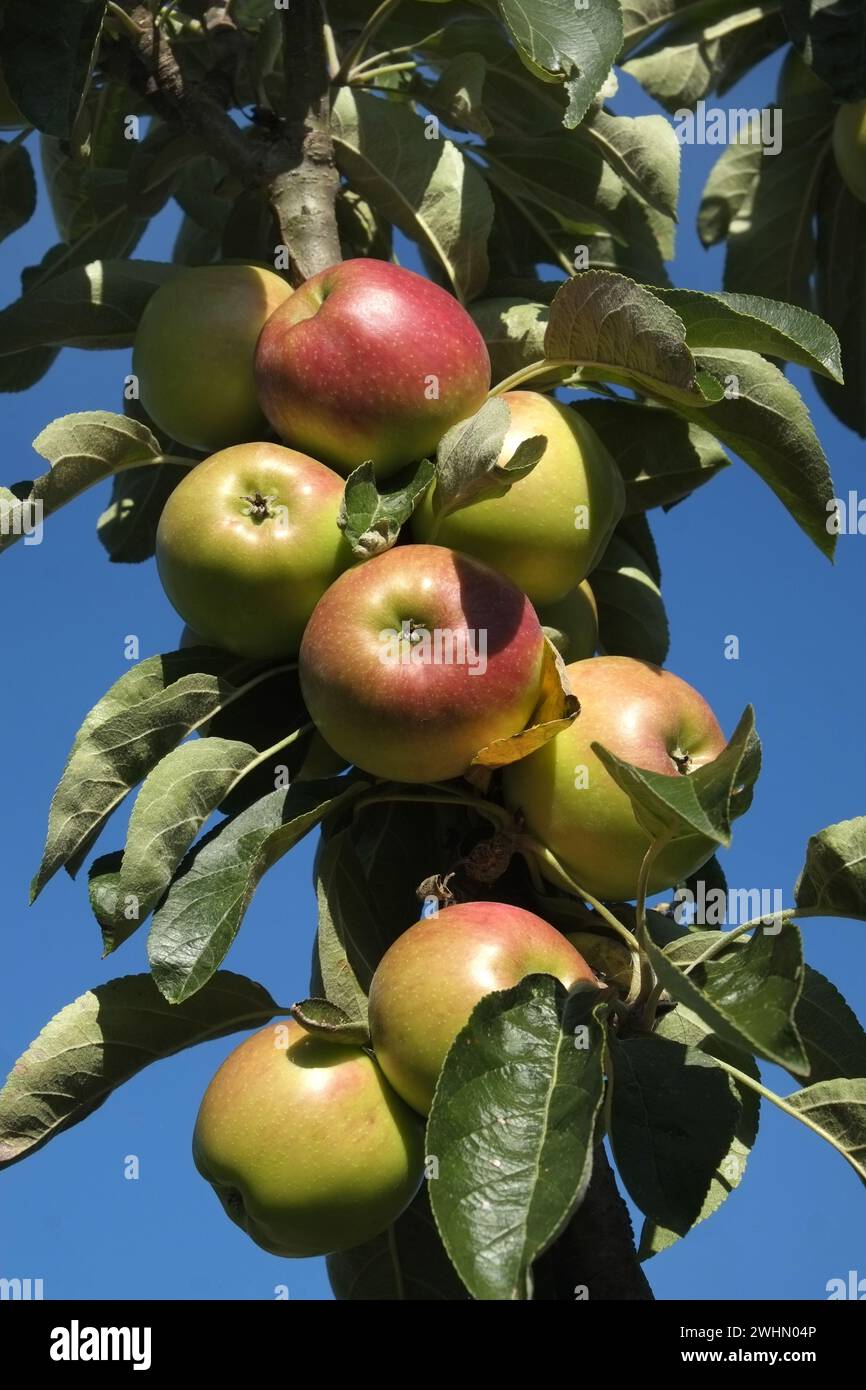 Ripe apples on a tree Stock Photo