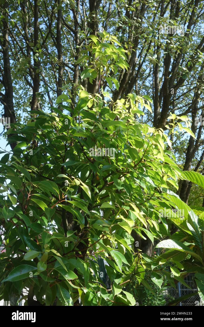 Cinnamomum camphora, camphor tree Stock Photo