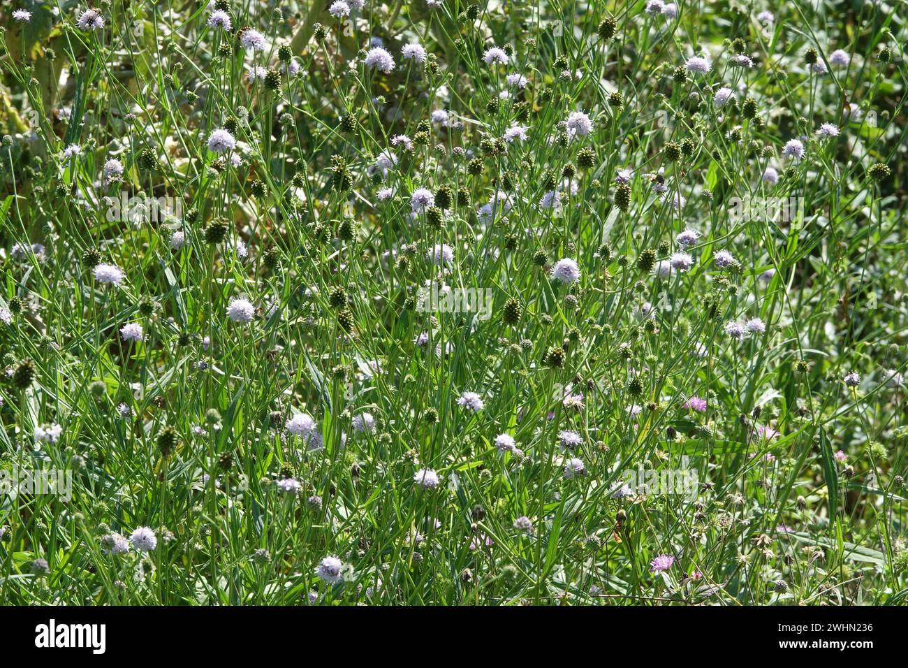 Knautia drymeia, Hungarian widow flower Stock Photo