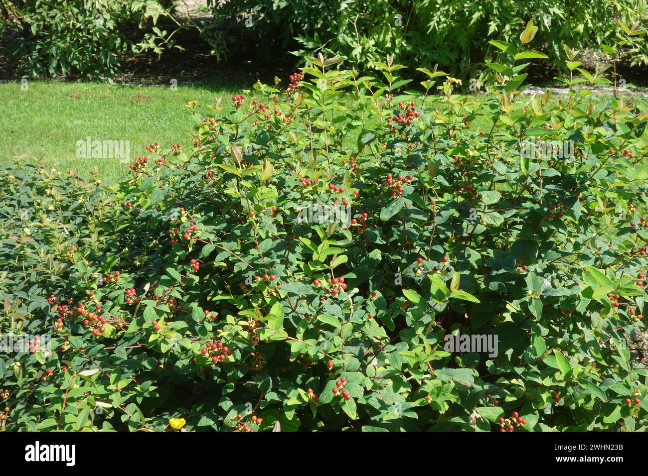 Hypericum androsaemum, shrubby St. Johns wort Stock Photo
