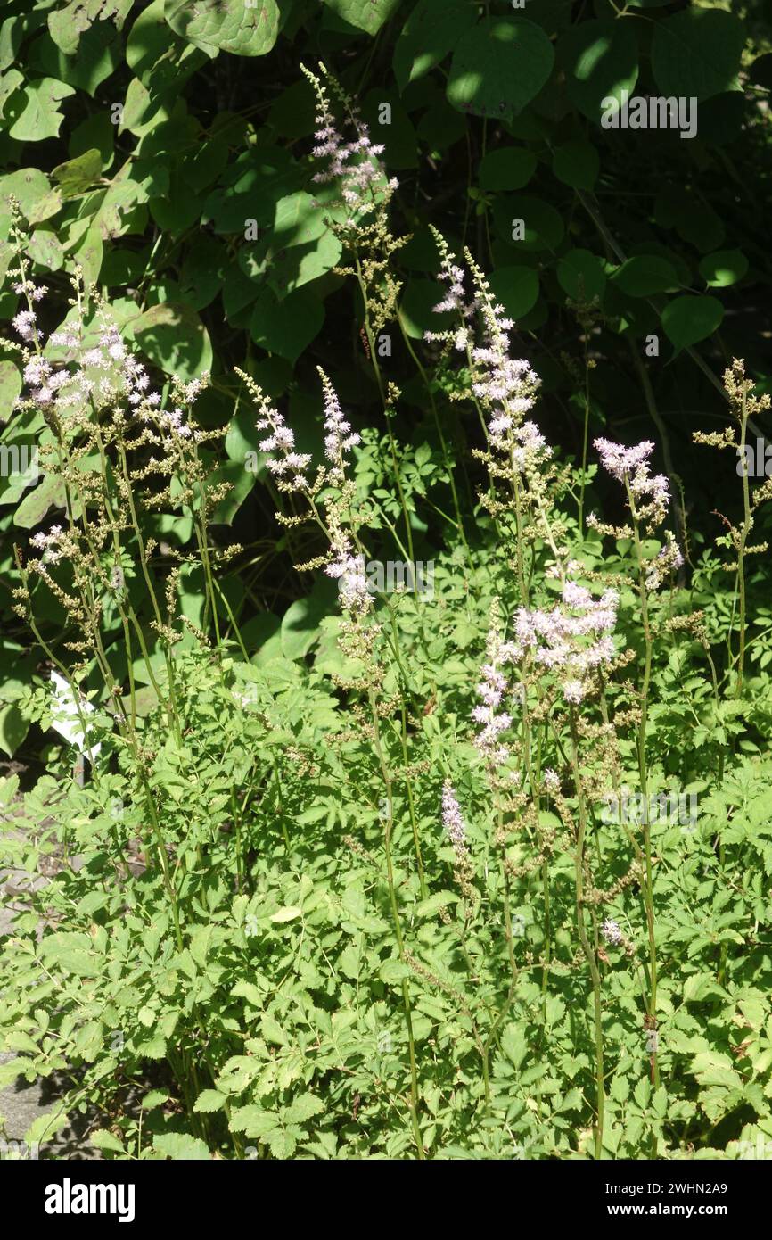 Astilbe microphylla Stock Photo