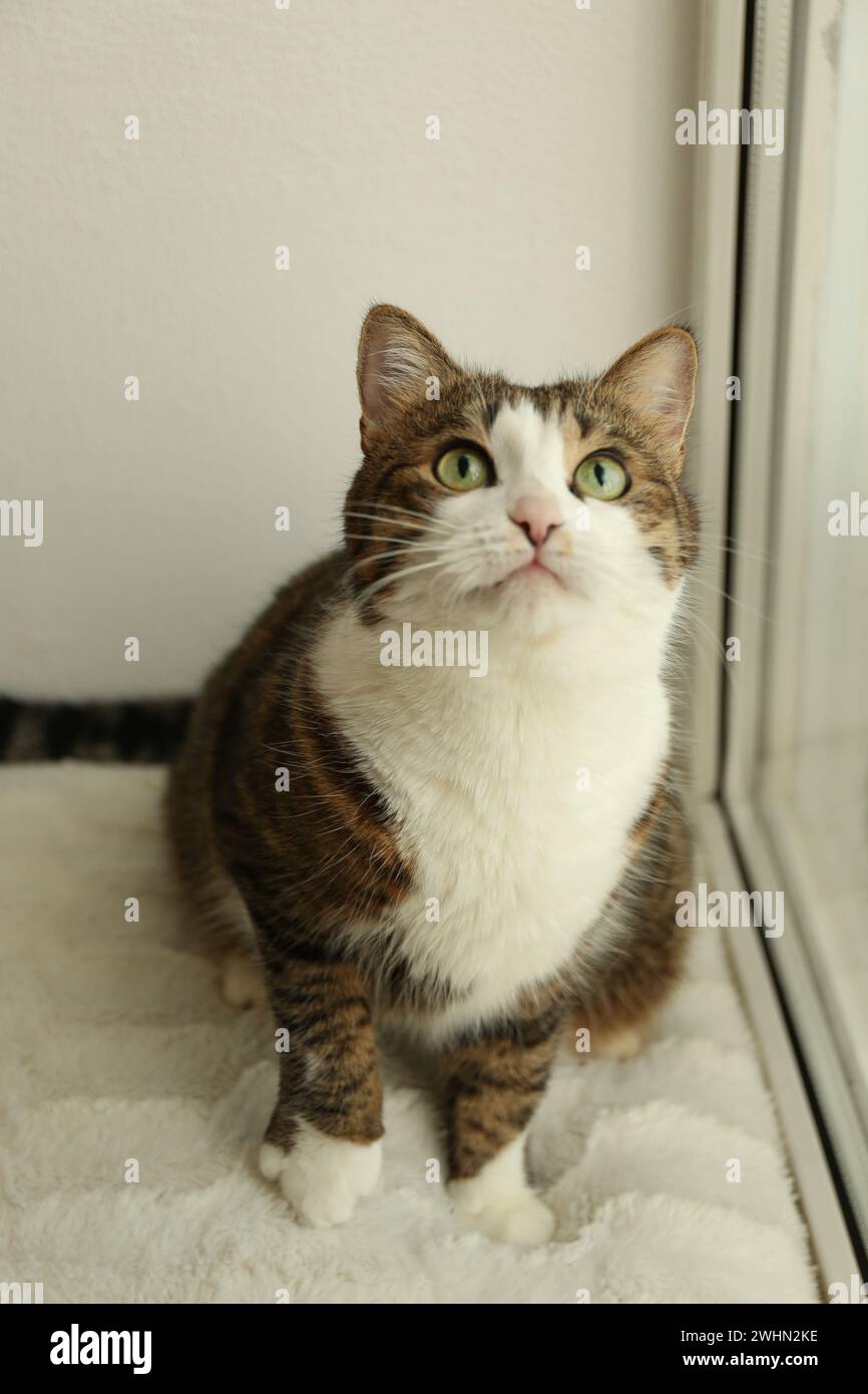 Cute cat on window sill at home. Adorable pet Stock Photo - Alamy