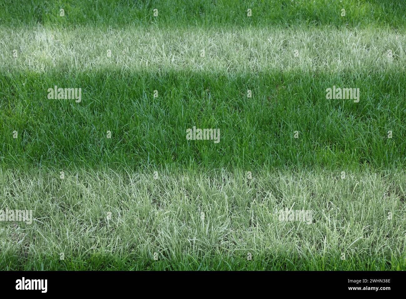 Green grass with white markings, closeup view Stock Photo - Alamy