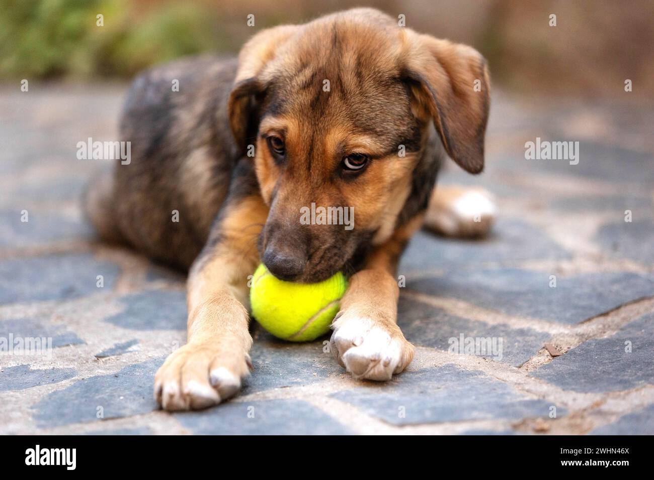 Rescue Adoption Dog with Sad Look and tennis ball Stock Photo
