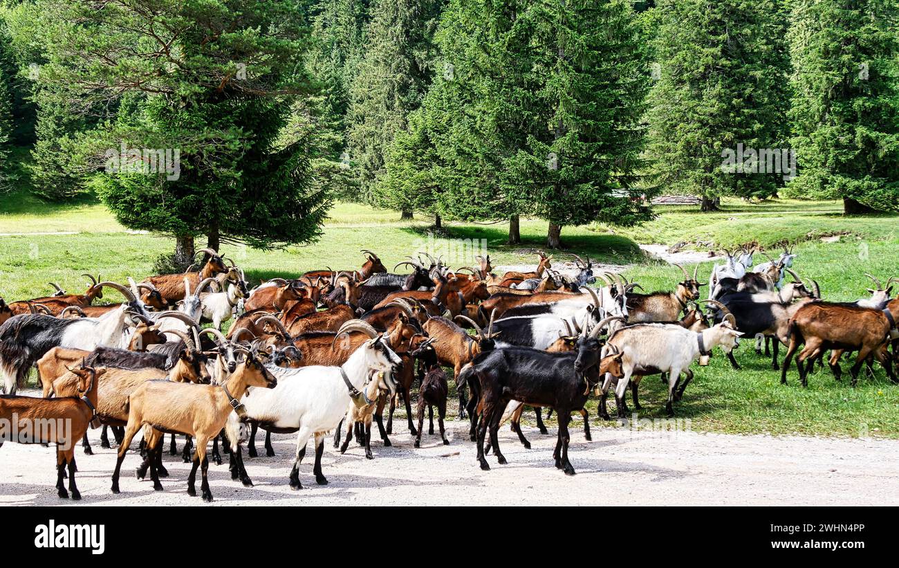 Goat herd at Lautersee Stock Photo - Alamy