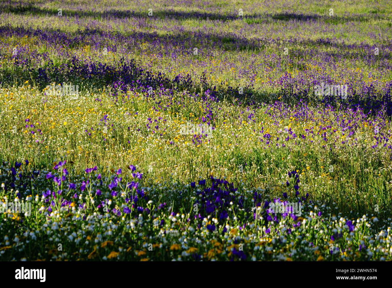 Primavera vegetacion hi-res stock photography and images - Alamy