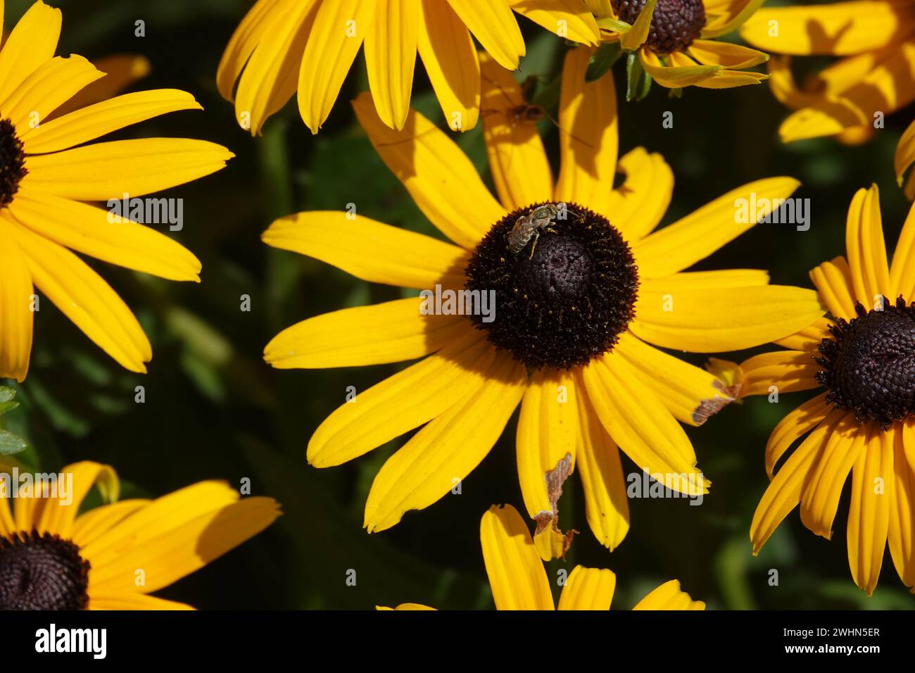 Rudbeckia fulgida var. sullivantii Goldsturm, Coneflower, bee Stock Photo