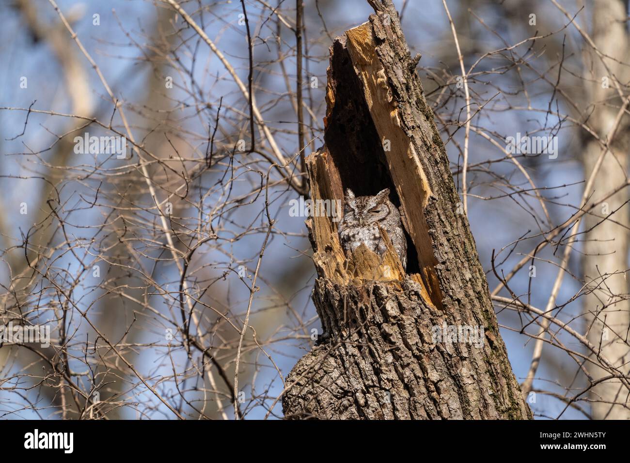 Eastern Screech Owl (Megascops asio) in the wild takes a nap in broken ...
