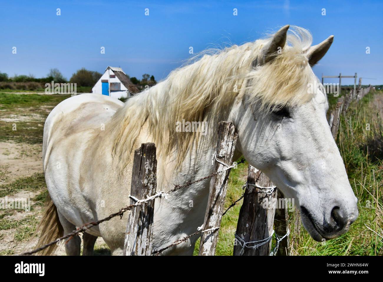Typical white wild camargue horse on the field in camargue, france Stock Photo