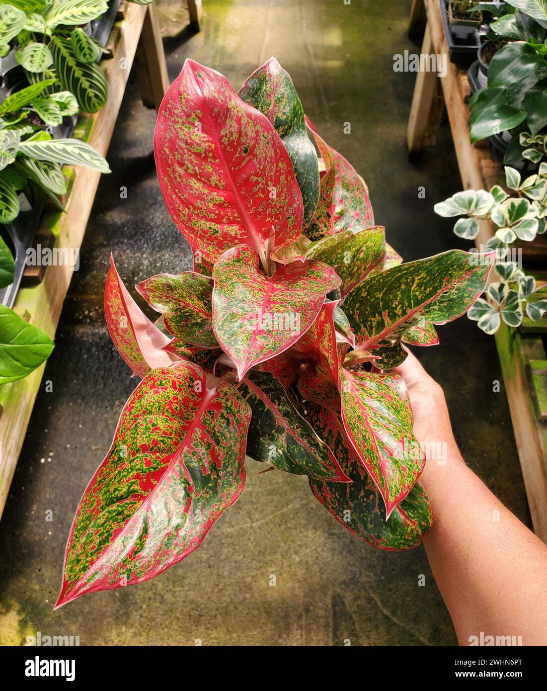 Holding a beautiful red leaf of Aglaonema Hybrid Stock Photo
