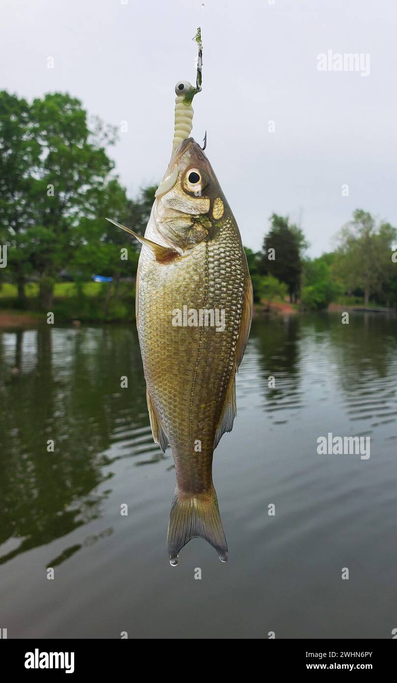 https://c8.alamy.com/comp/2WHN6PY/a-silver-perch-on-the-hook-with-a-white-grub-and-fishing-line-by-a-lake-2WHN6PY.jpg