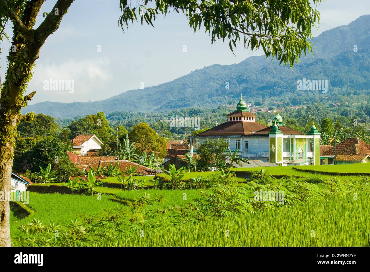 photo of a view of rice fields in a village in the morning Stock Photo ...