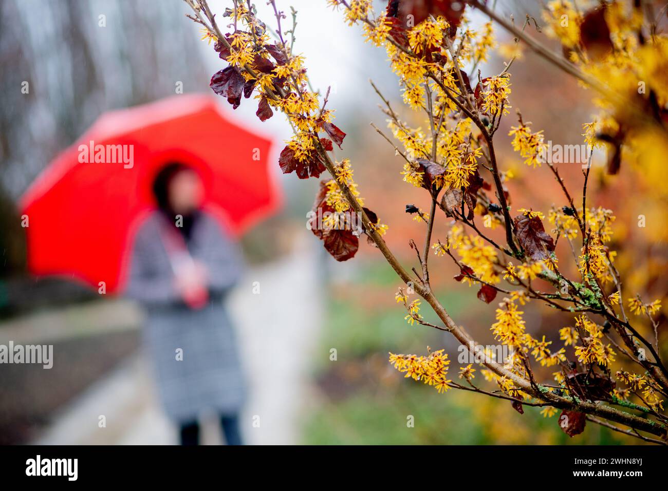 Bad Zwischenahn, Germany. 09th Feb, 2024. A flowering witch hazel grows