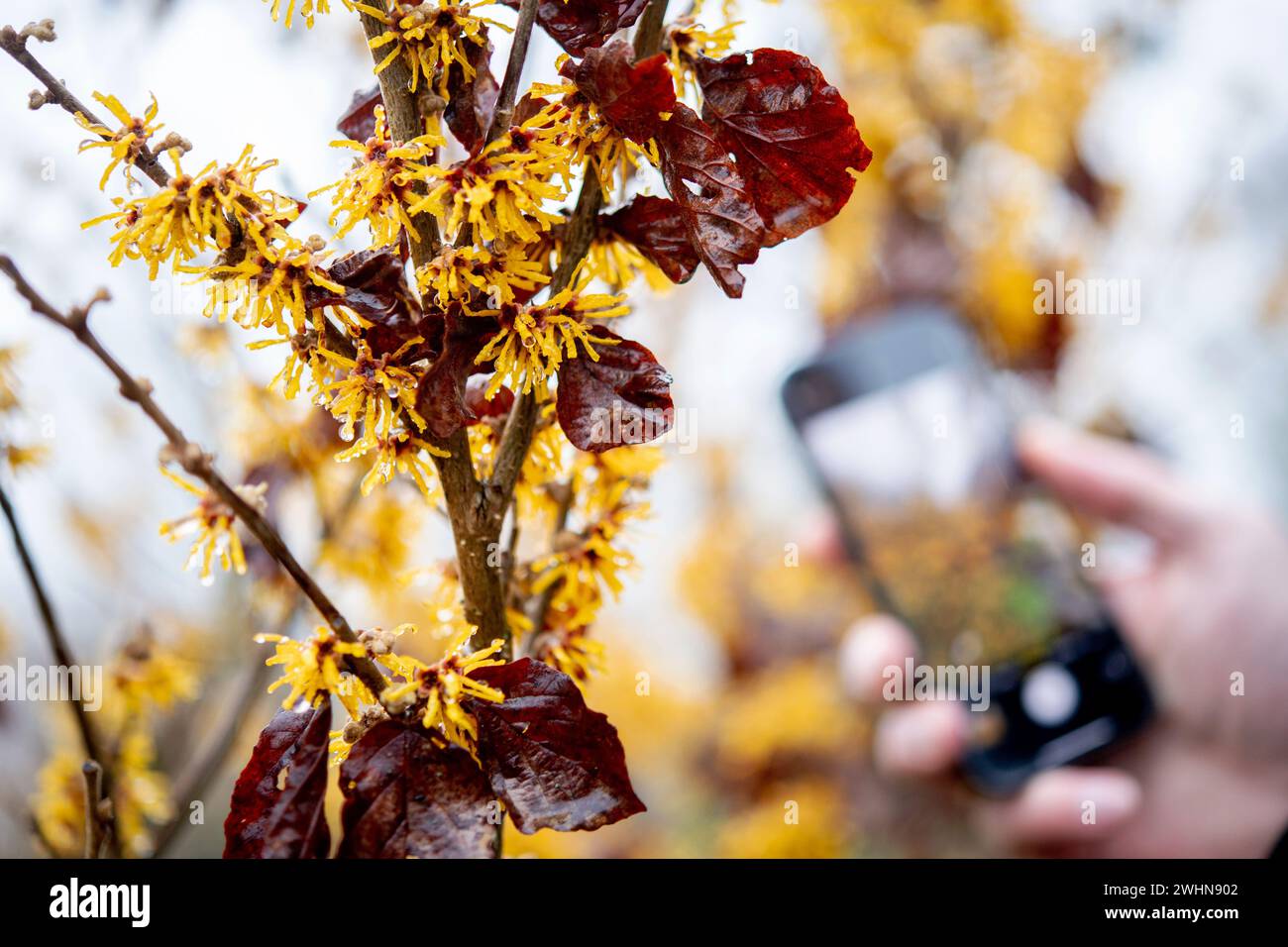 Bad Zwischenahn, Germany. 09th Feb, 2024. A visitor takes a photo of a flowering witch hazel in the Park der Gärten with his smartphone. As in many places in Lower Saxony, the gardening season at Park der Gärten doesn't start until April - but a special opening for the 'Winter Blossom in the Park' attracts garden lovers to the park as early as February. Credit: Hauke-Christian Dittrich/dpa/Alamy Live News Stock Photo