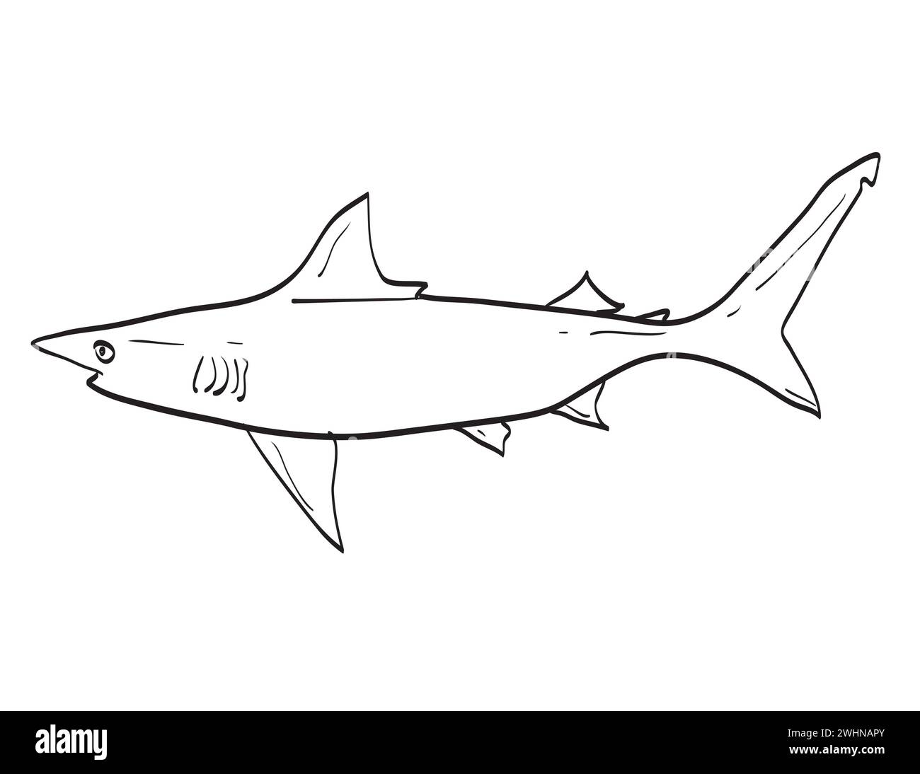 Drawing sketch style illustration of an Atlantic Blacktip Shark or