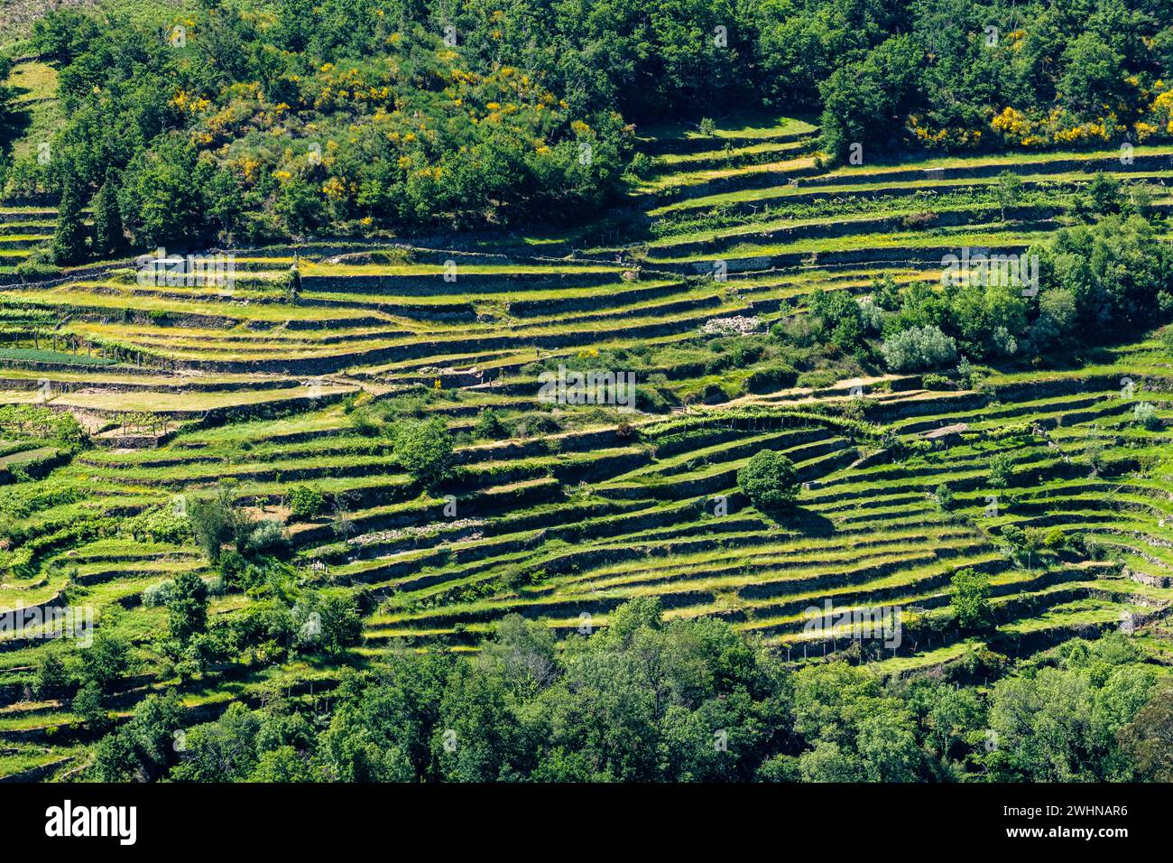 Viewpoit of Sistelo's terraces Stock Photo