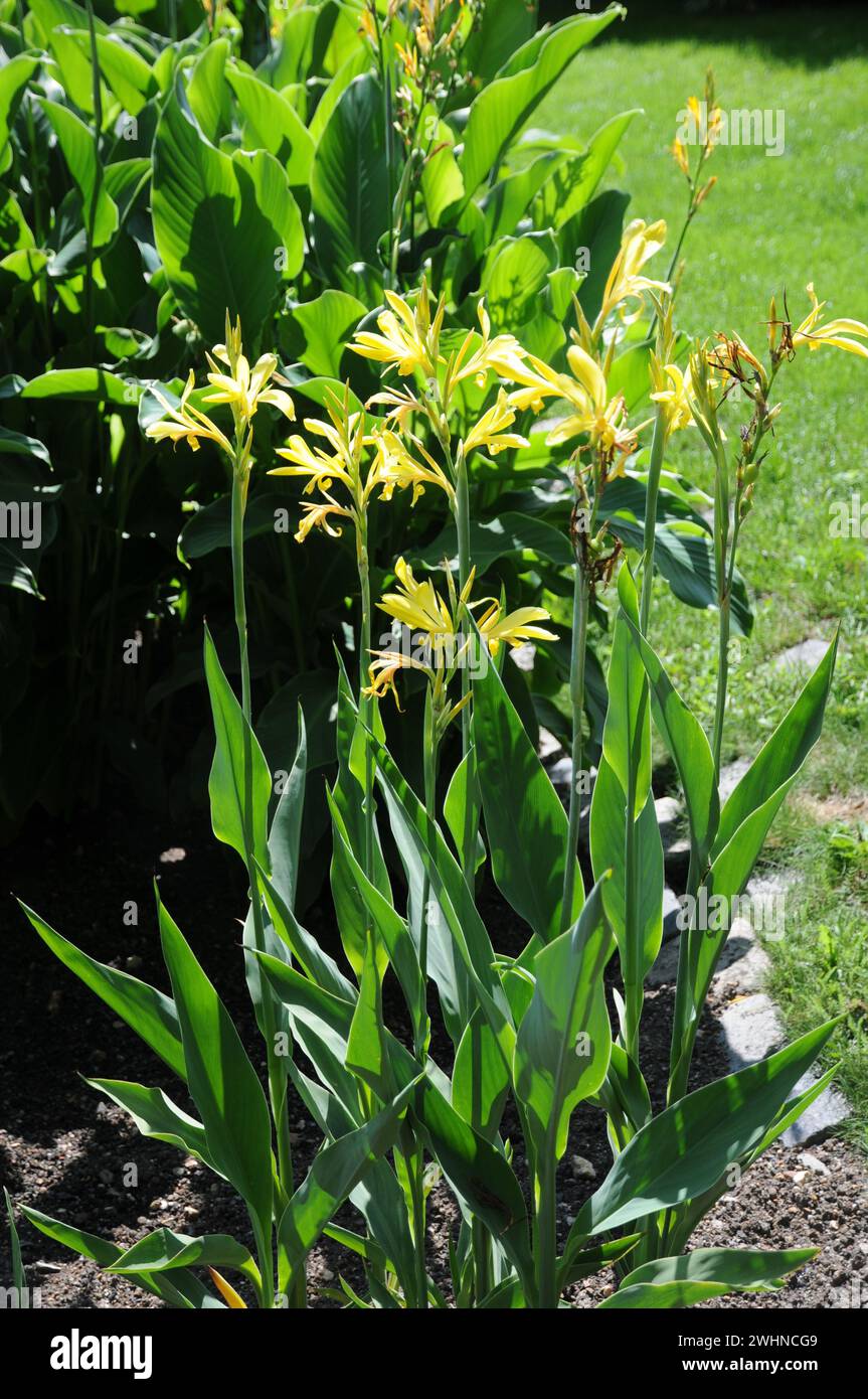 Canna glauca, Louisiana canna Stock Photo