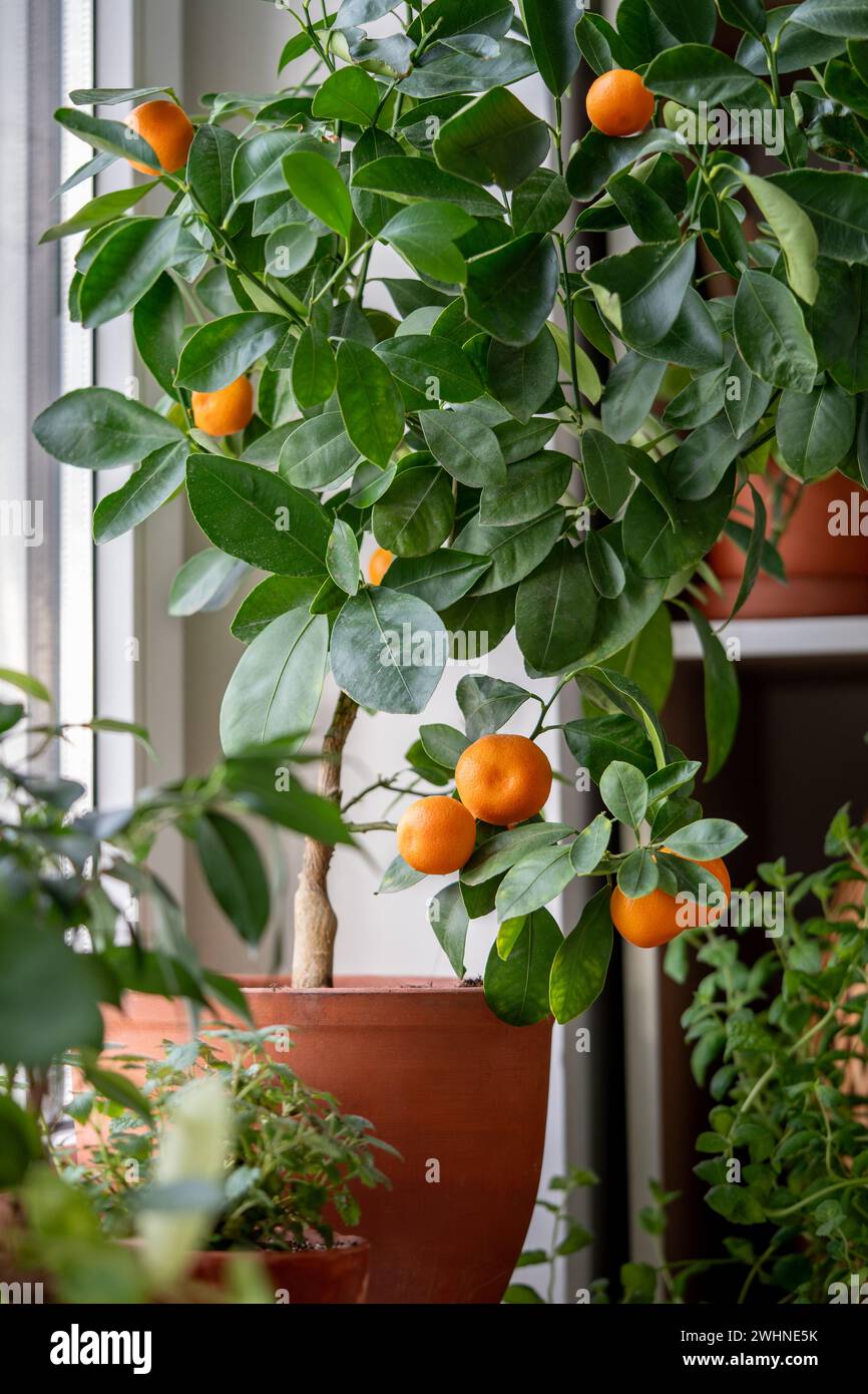 Tangerine tree with fruits in terracotta pot on windowsill at home. Calamondin citrus plant.  Stock Photo