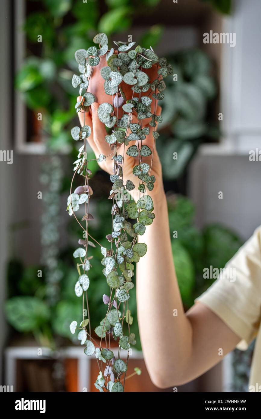 Hand holding Ceropegia Woodii houseplant with long heart shaped leaves in terracotta pot closeup Stock Photo