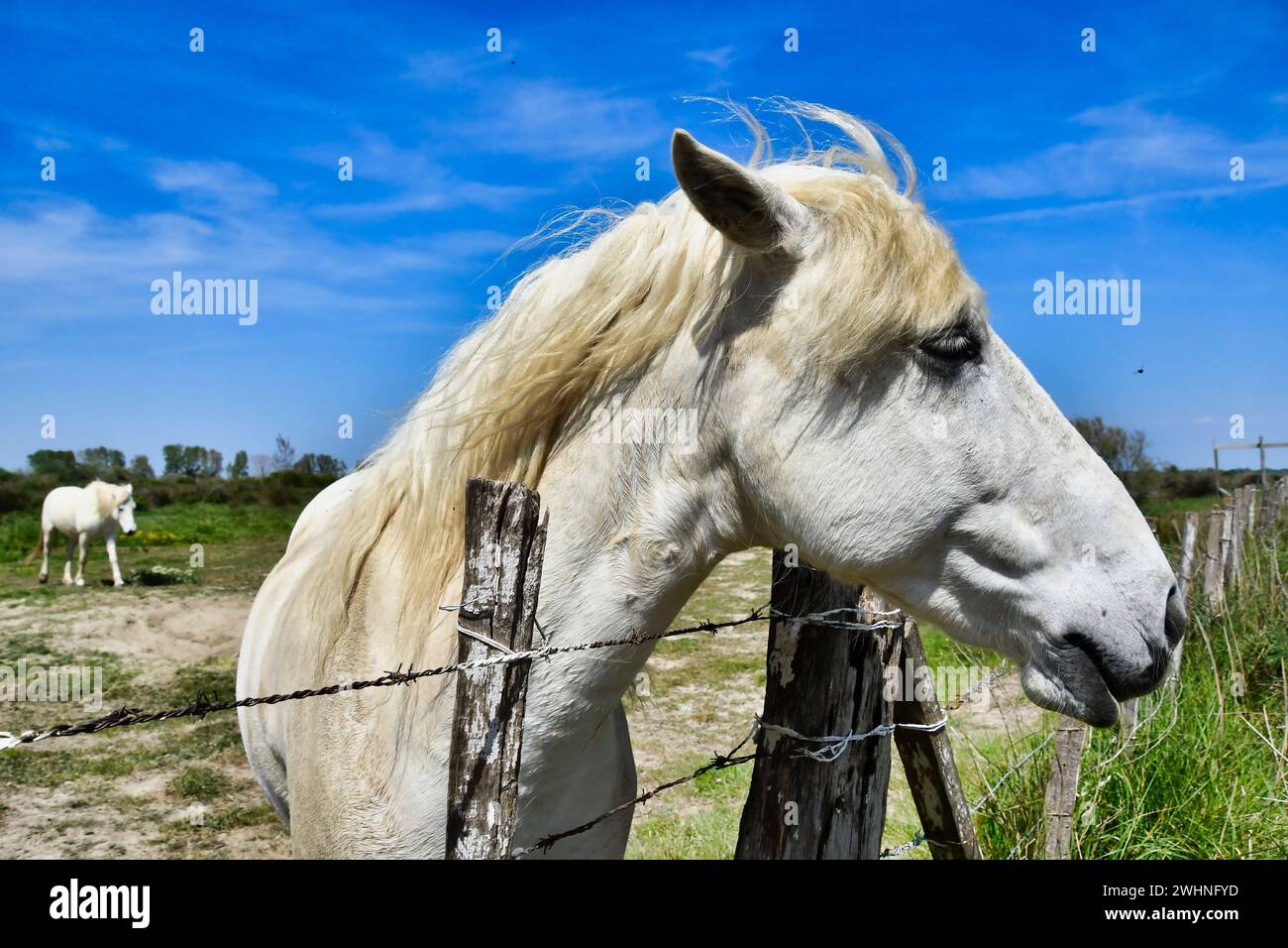 Typical white wild camargue horse on the field in camargue, france Stock Photo
