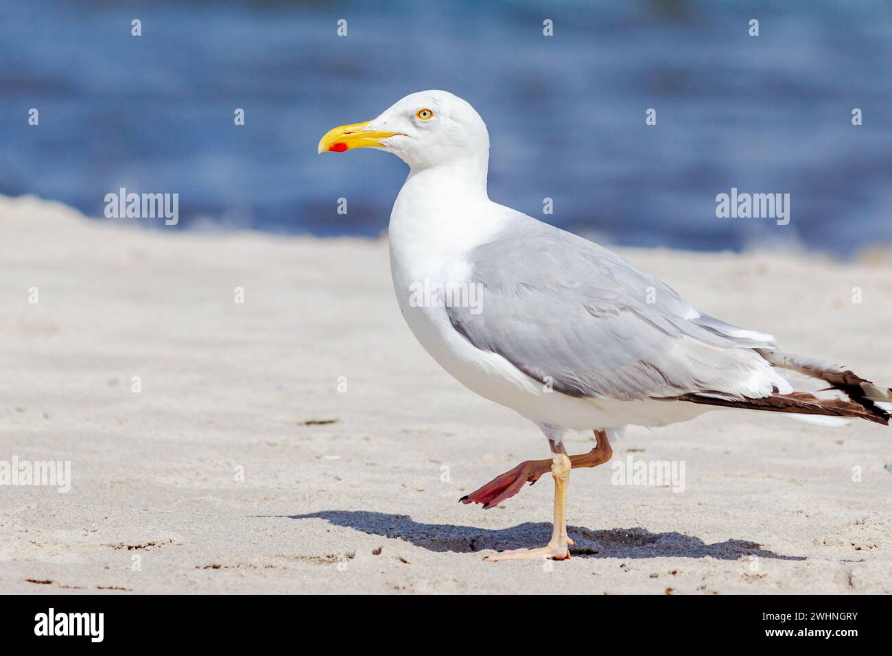 Closeup Yellow legged Gull (Larus michahellis) at the Beach is raising ...