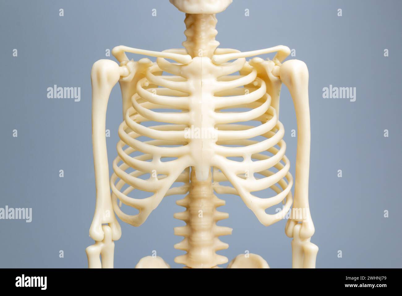 Anatomical skeleton model, Skeletal system Stock Photo - Alamy