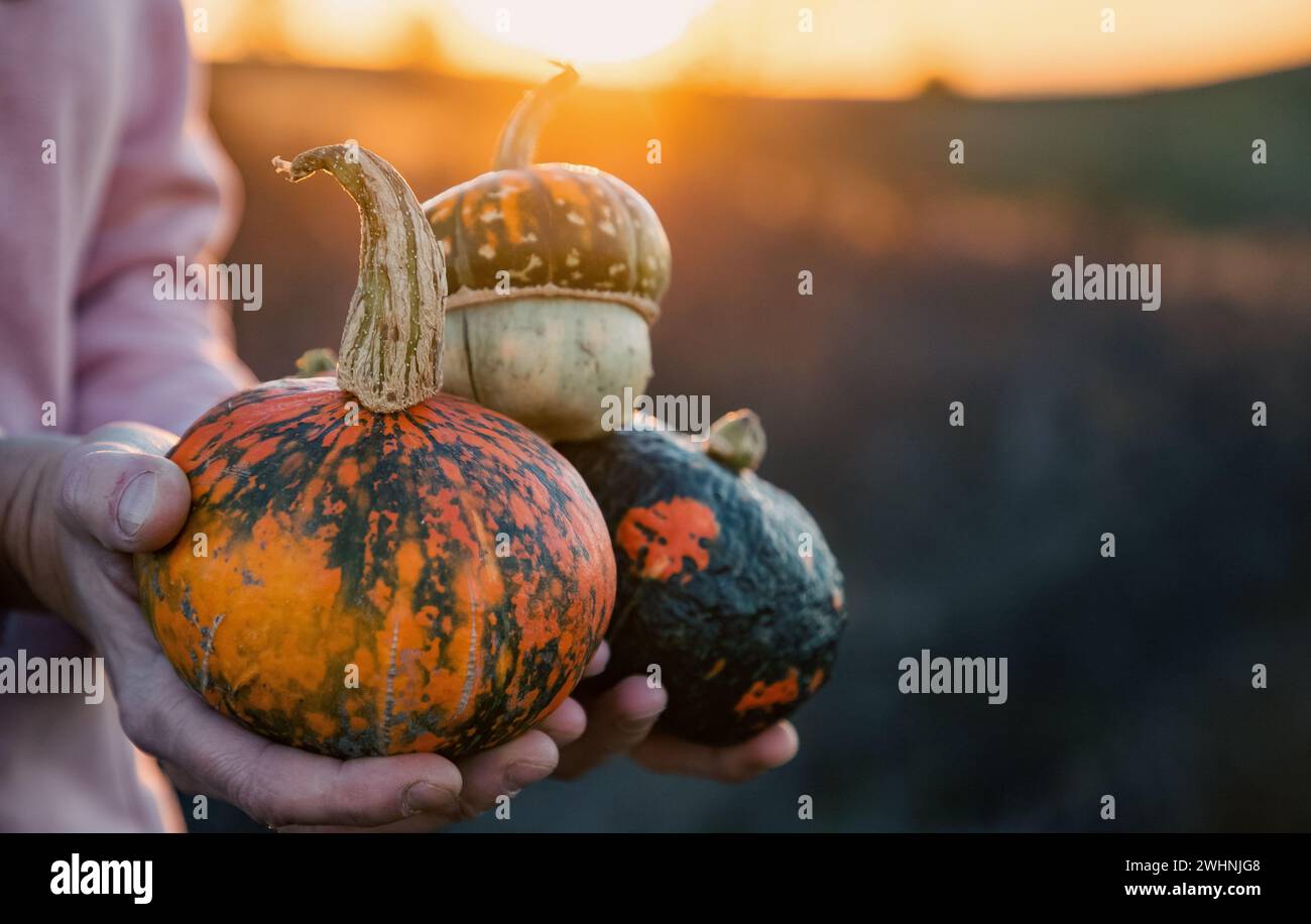 Woman holding pumpkins in autumn sunlight Stock Photo
