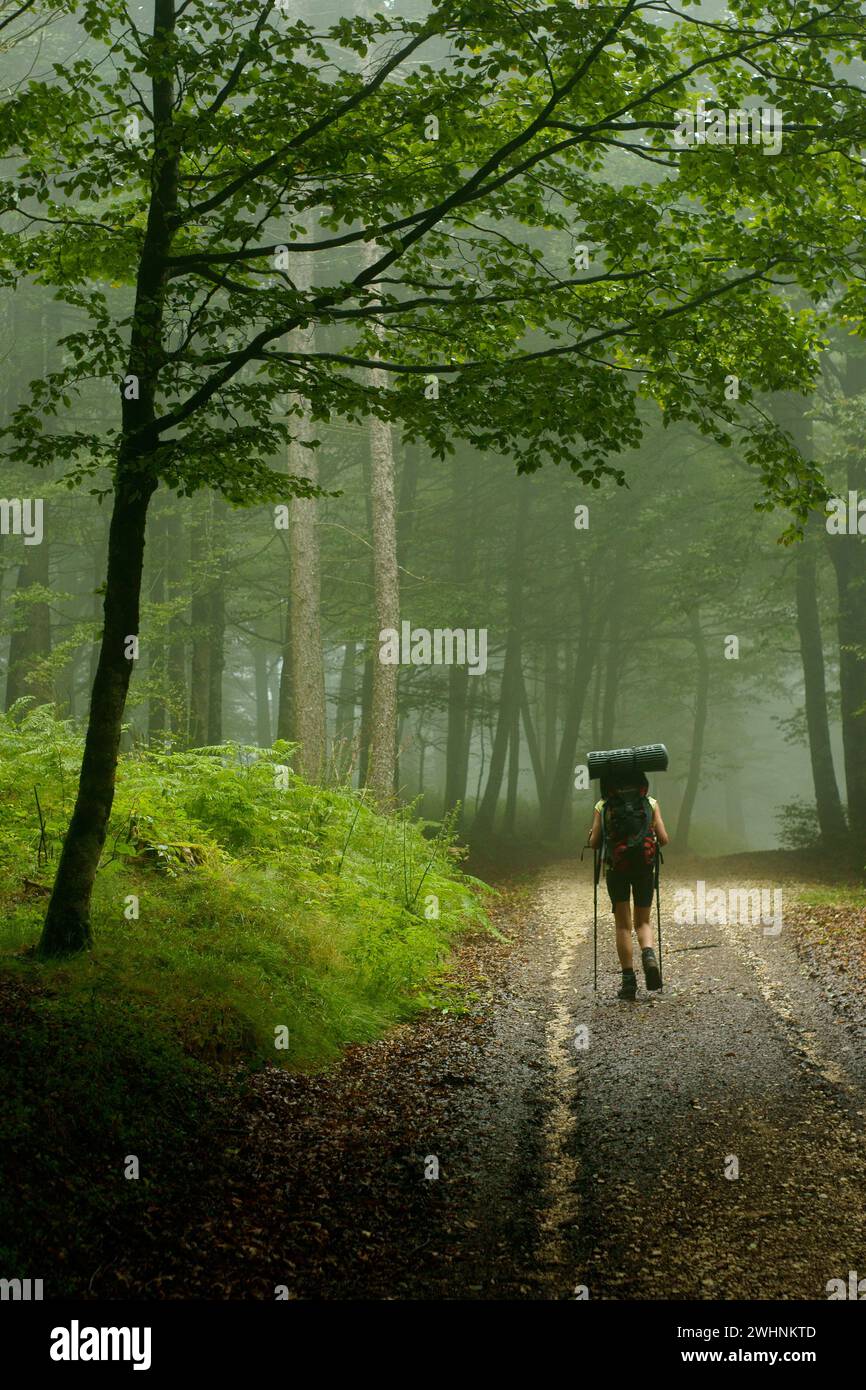 Sendero de niebla hi-res stock photography and images - Alamy
