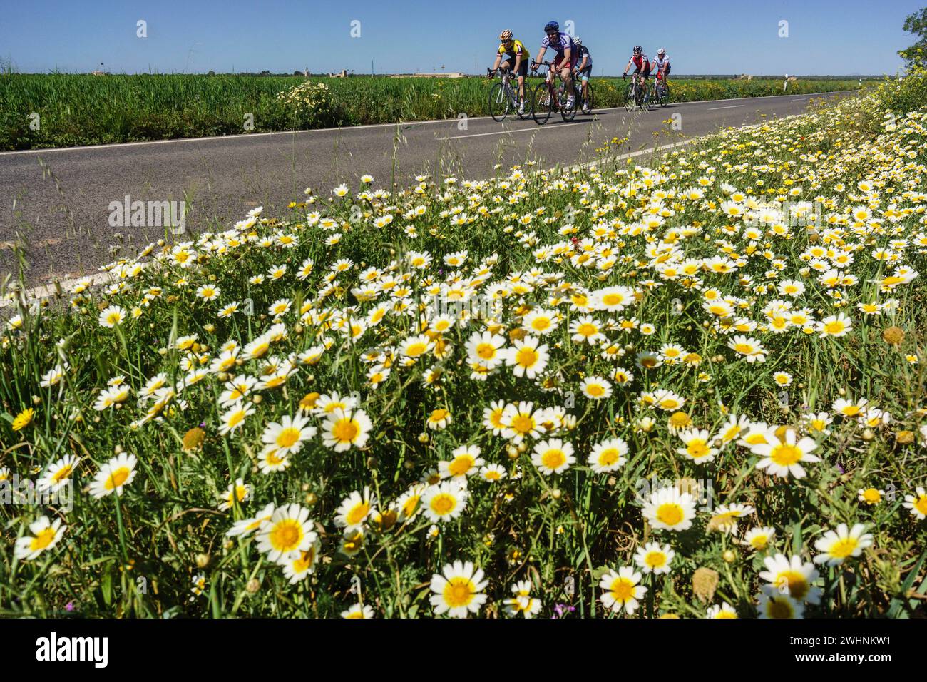 Ciclistas en la carretera de Es Trenc Stock Photo