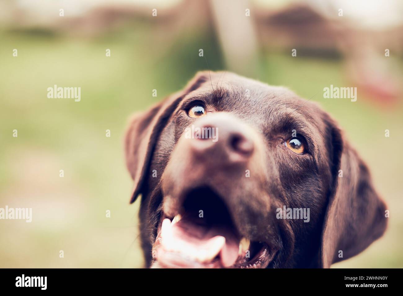 Closeup of Brown Labrador smiling for the camera Stock Photo