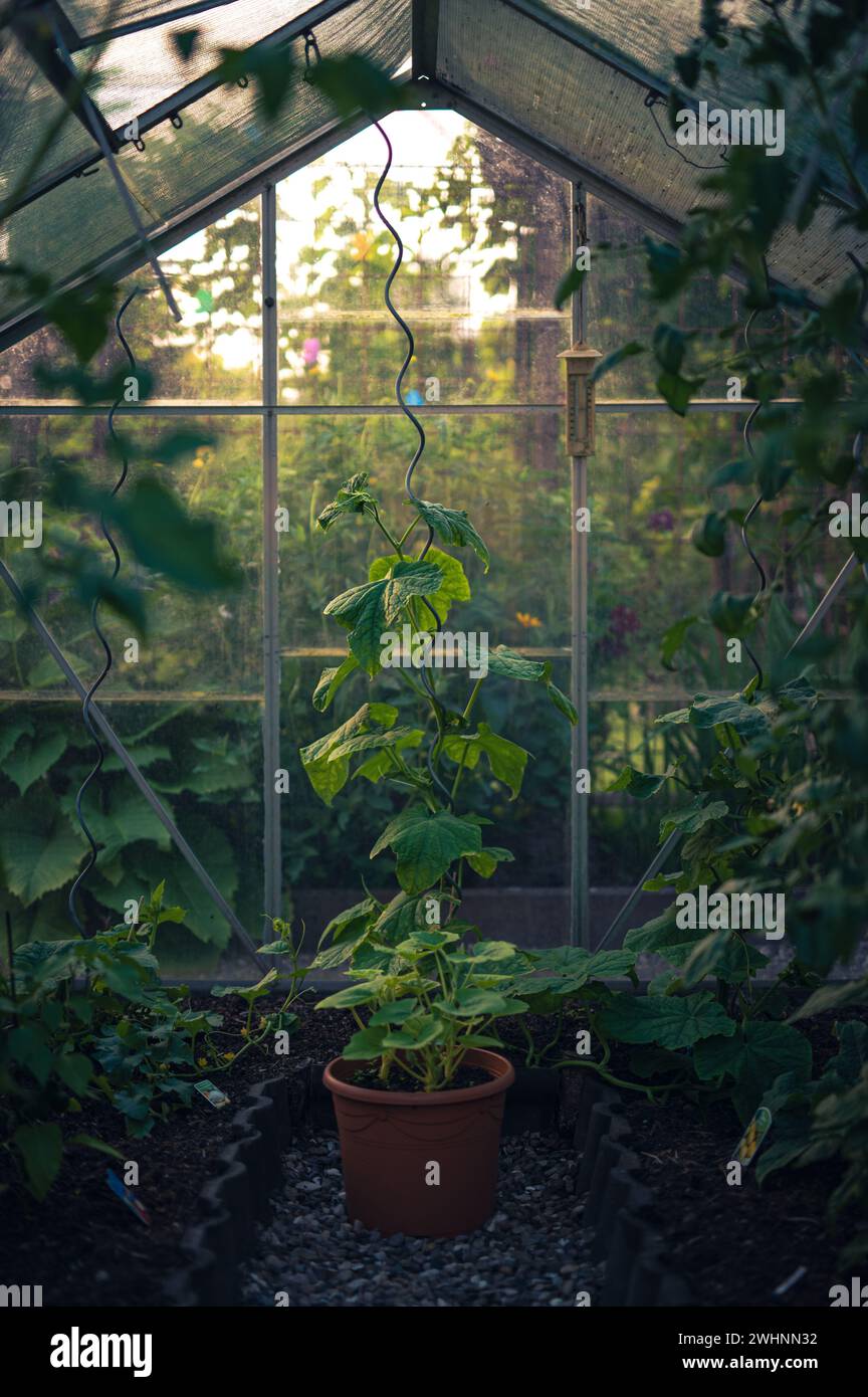 Plants gorwing inside greenhouse Stock Photo
