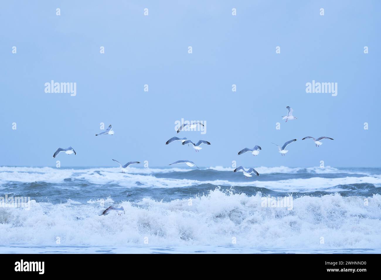 Flock of Seagulls flying over big waves on northern sea Stock Photo - Alamy
