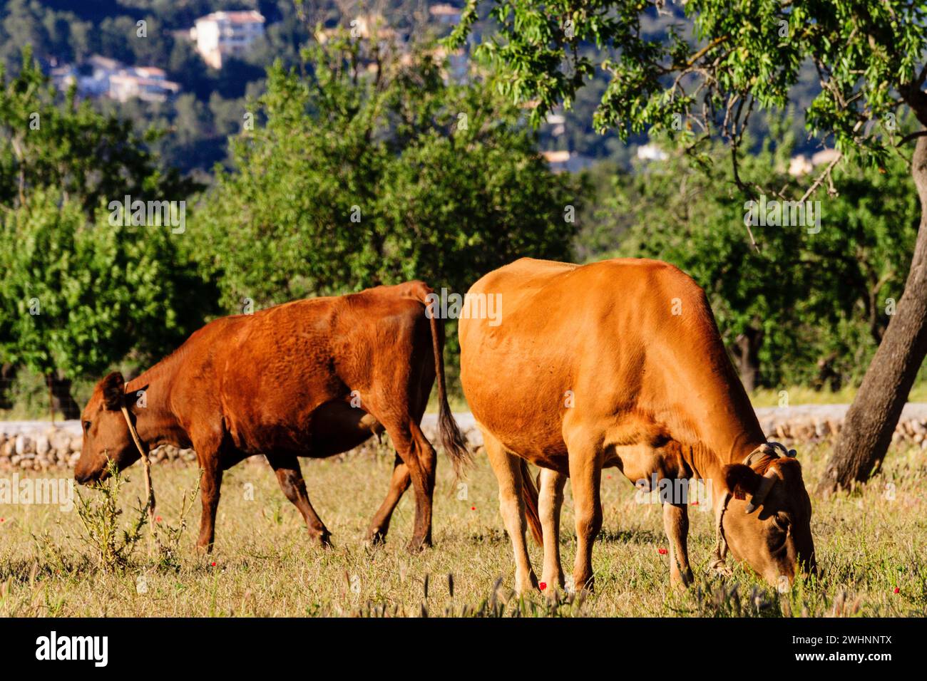 Cattle breeding Stock Photo