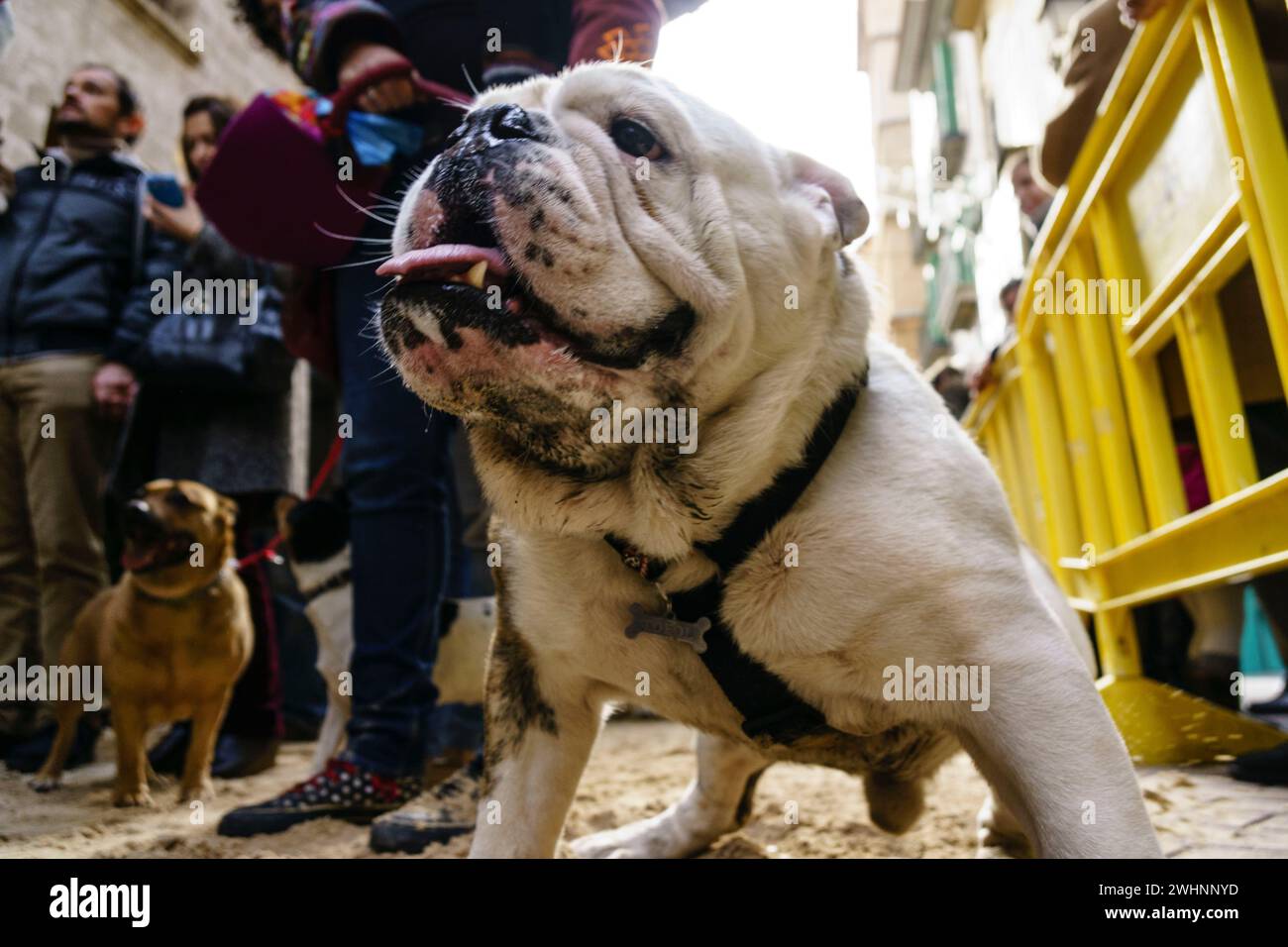 Patrón de animales hi-res stock photography and images - Alamy
