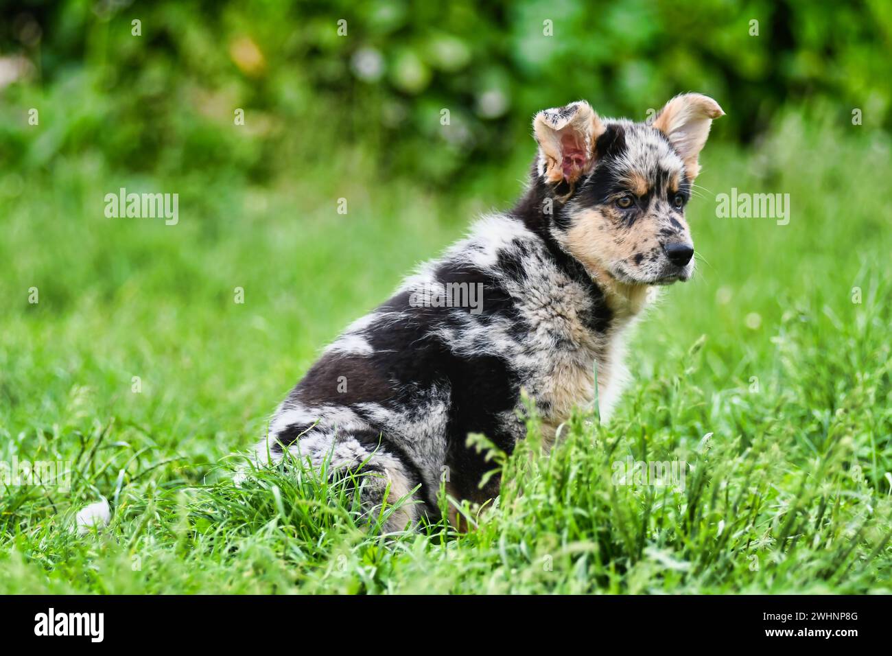 Dog on grass, photo as a background , australian german shepard sheperd dog Stock Photo