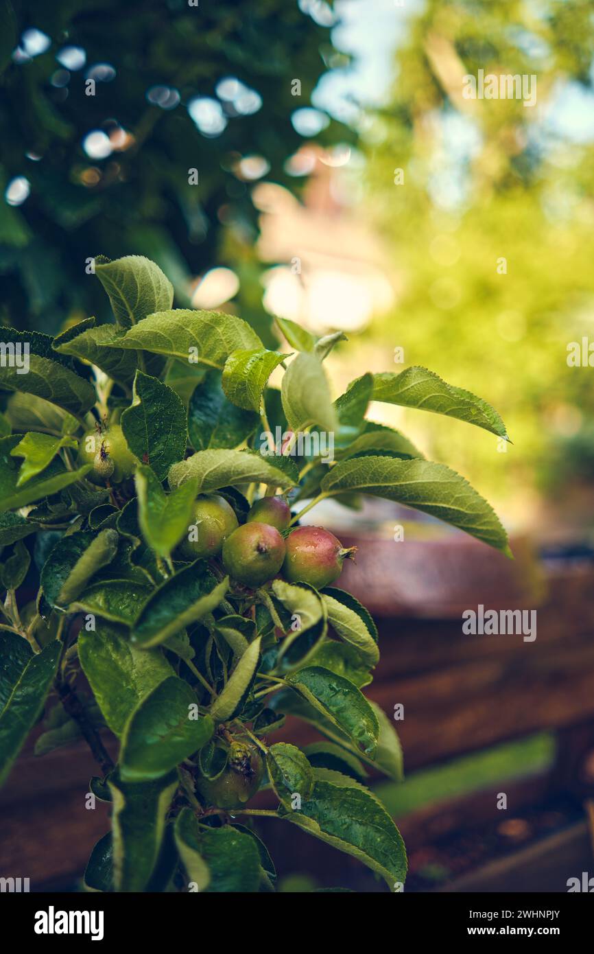 Small Apples on young Apple tree Stock Photo