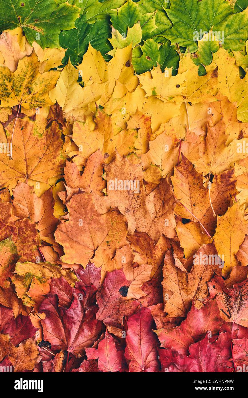 All colors of maple leaf foilage Stock Photo