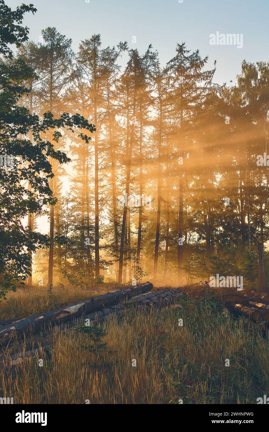 Sunbeams through treetops hi-res stock photography and images - Alamy