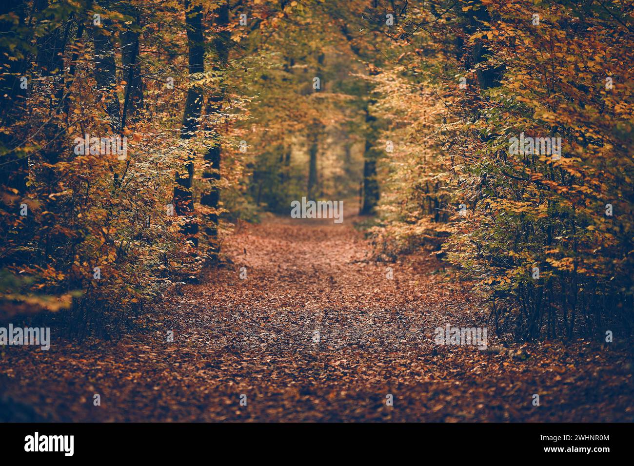 Path Behind Fall Highway through red fall hi-res stock photography and images - Alamy