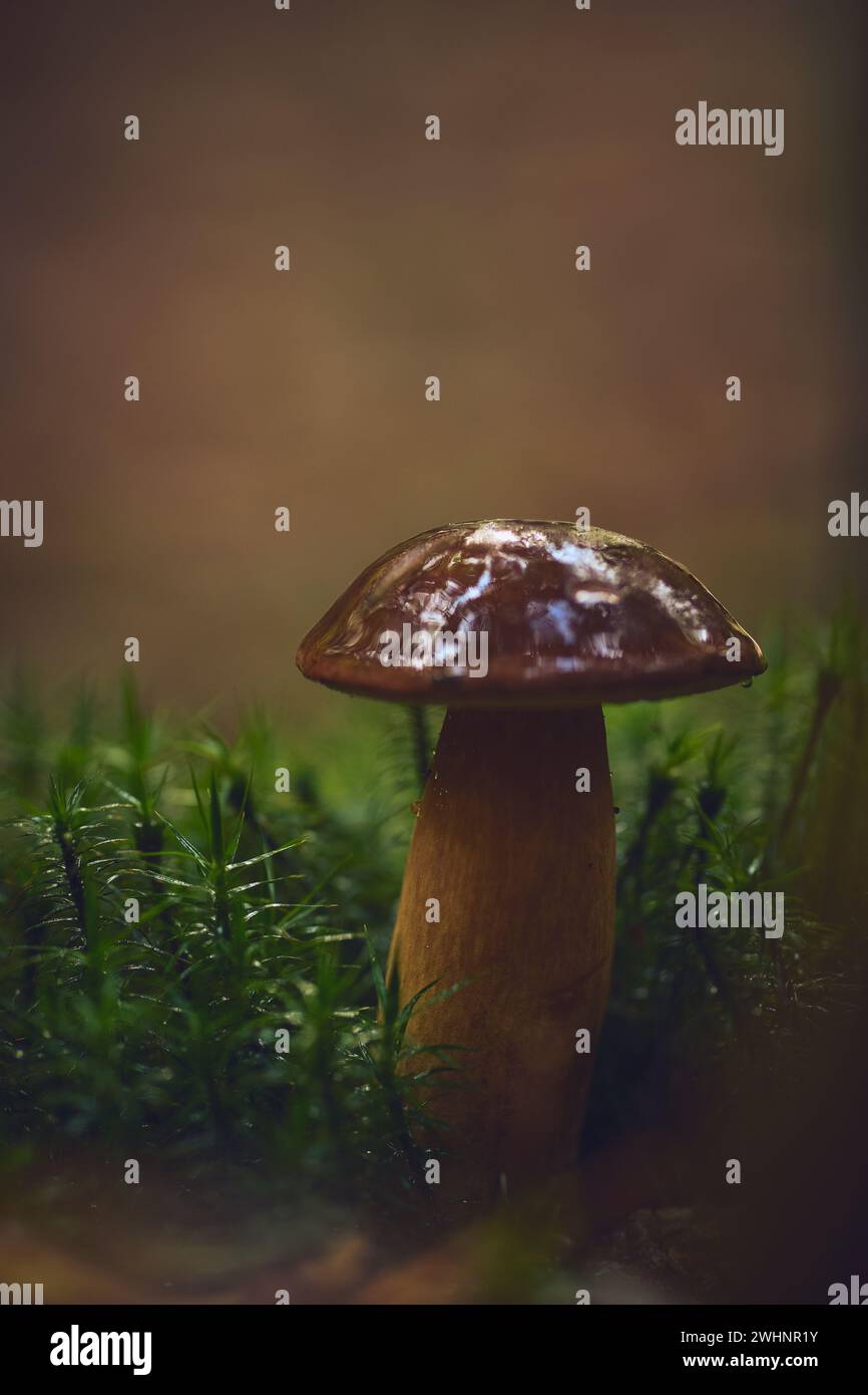 Chestnut Mushroom on forest ground Stock Photo